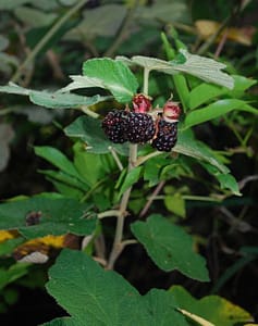 Rubus rugosa