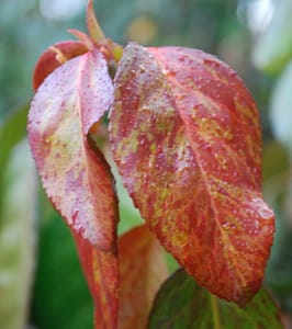 Euonymus fortunei 'Coloratus'
