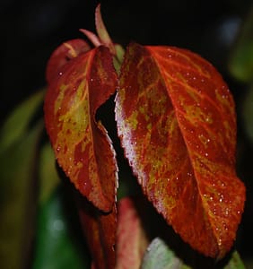 Euonymus fortunei 'Coloratus'