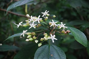 Clerodendrum trichotomum