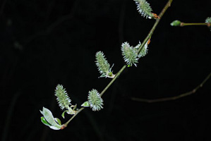 Salix cuprea 'Pendula'