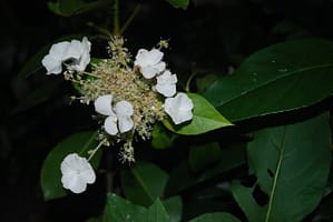 Hydrangea seemanii