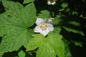 Rubus parviflora